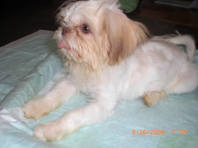 �������ӂ�X�C�}�[