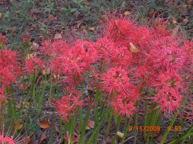 �������ӂ�X�C�}�[