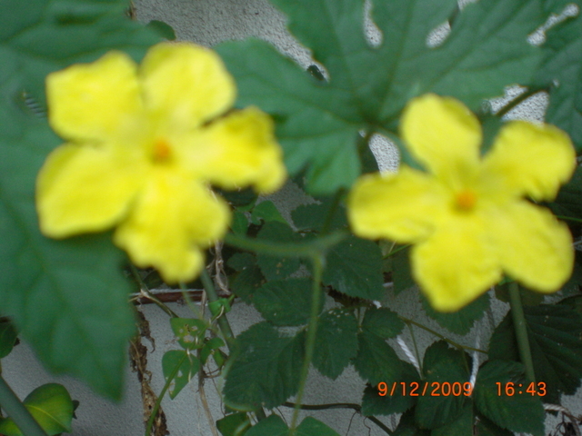 �������ӂ�X�C�}�[