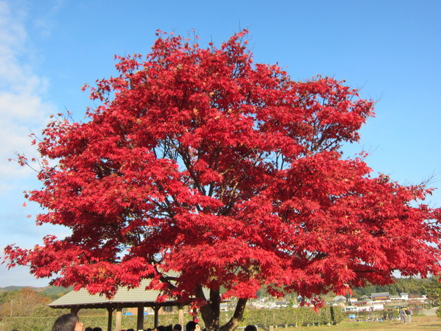 Kawagoe FC Middle Junior Soccer Team Blog