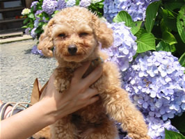 �䂪�Ƃ́@�����@���V�̃v���t�B�[��