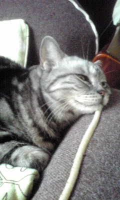 �L�ƕs�v�c�Ƃ��َq�ɂ킽�镗