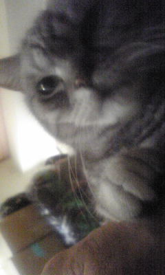 �L�ƕs�v�c�Ƃ��َq�ɂ킽�镗