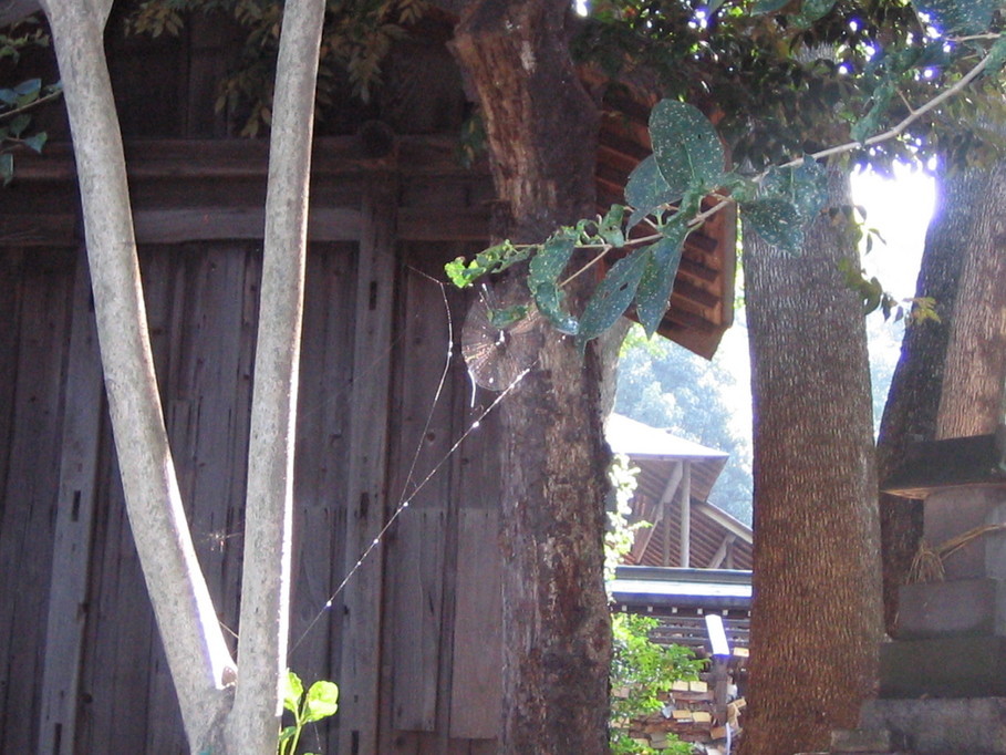 �L�ƕs�v�c�Ƃ��َq�ɂ킽�镗