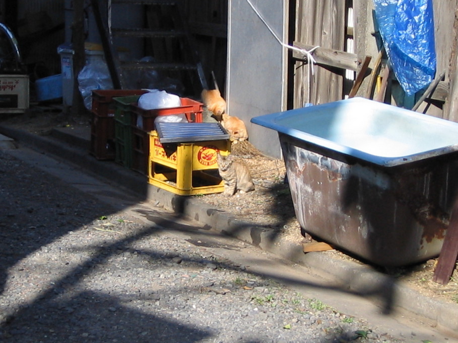 �L�ƕs�v�c�Ƃ��َq�ɂ킽�镗