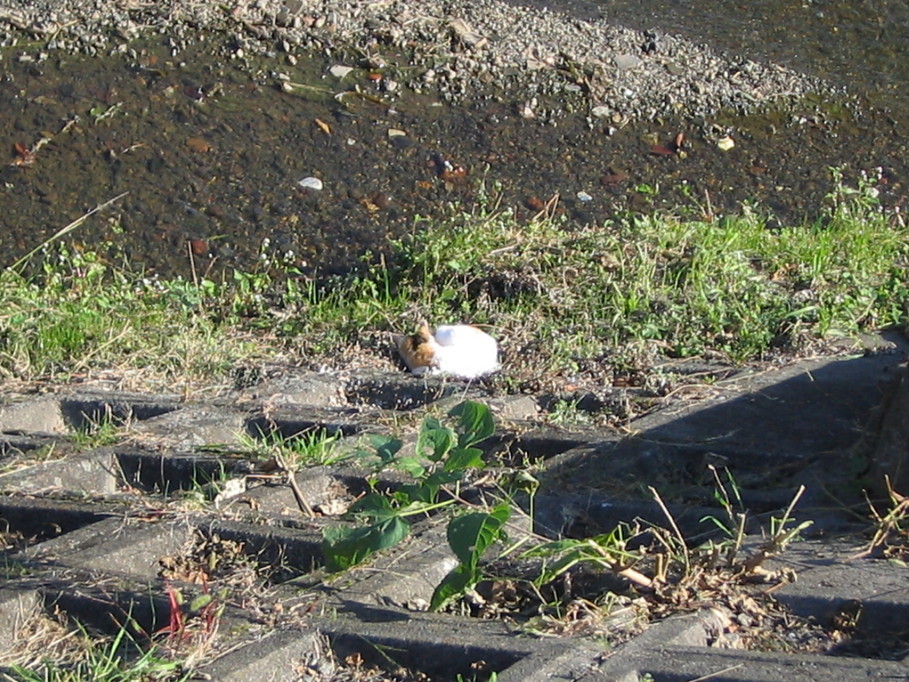 �L�ƕs�v�c�Ƃ��َq�ɂ킽�镗