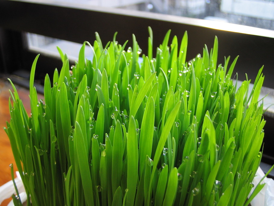 �L�ƕs�v�c�Ƃ��َq�ɂ킽�镗