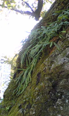 �L�ƕs�v�c�Ƃ��َq�ɂ킽�镗