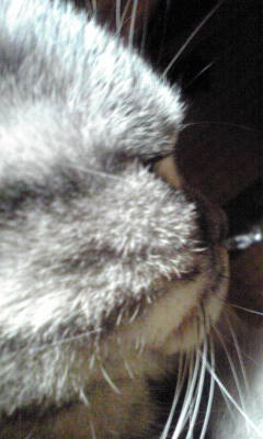 LƕsvcƂَqɂ킽镗