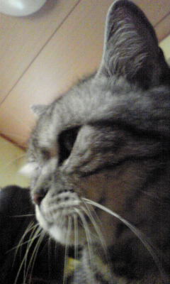 LƕsvcƂَqɂ킽镗