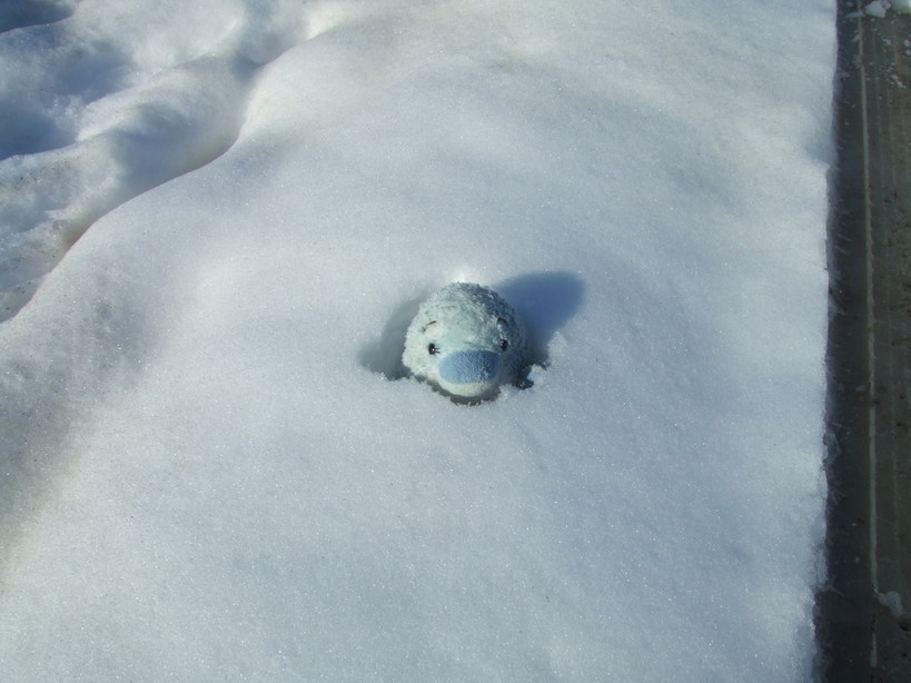 �䂪�Ƃ̏o����