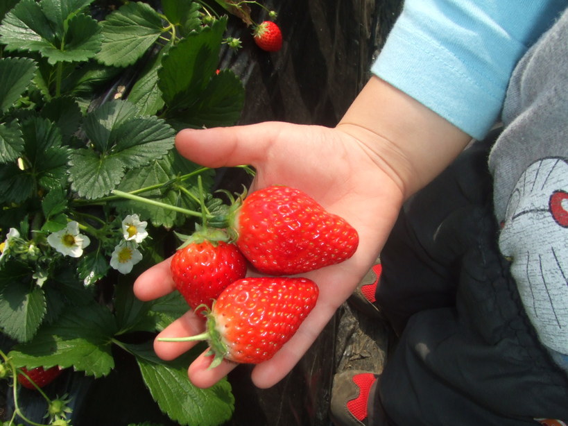 �䂪�Ƃ̏o����