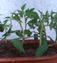 �C�X�~���~��