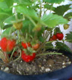 �C�X�~���~��