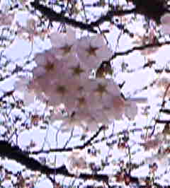 �C�X�~���~��