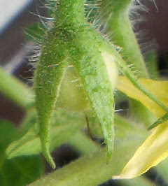 �C�X�~���~��