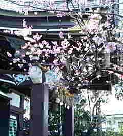 �C�X�~���~��