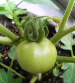 �C�X�~���~��