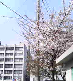 �C�X�~���~��