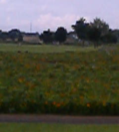 �C�X�~���~��