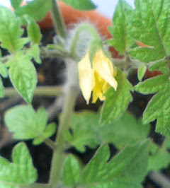 �C�X�~���~��