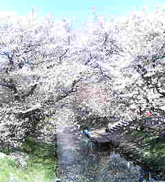 �C�X�~���~��