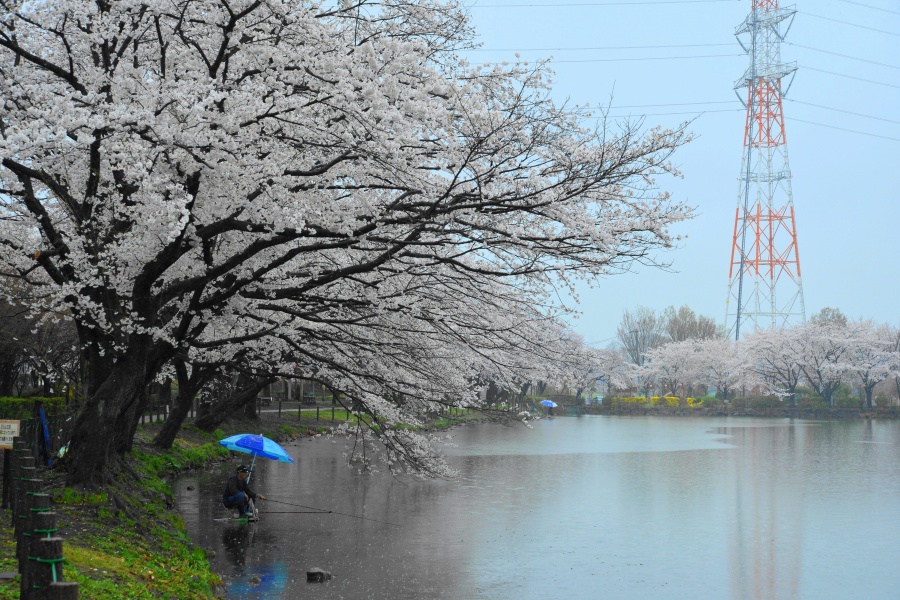 �t�H�g�N���u �u�ԎʉԎʁv