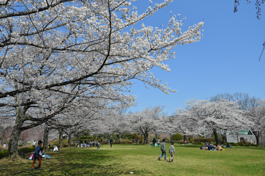 �t�H�g�N���u �u�ԎʉԎʁv