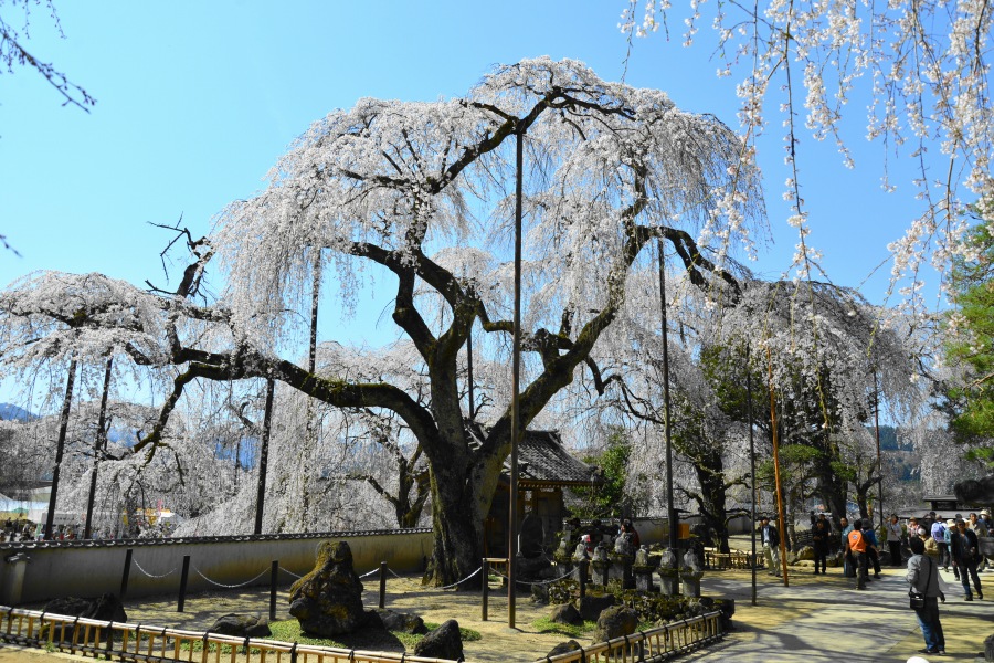 �t�H�g�N���u �u�ԎʉԎʁv