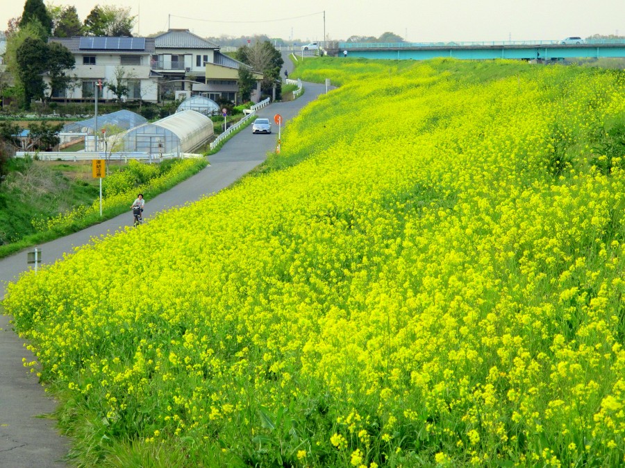 �t�H�g�N���u �u�ԎʉԎʁv