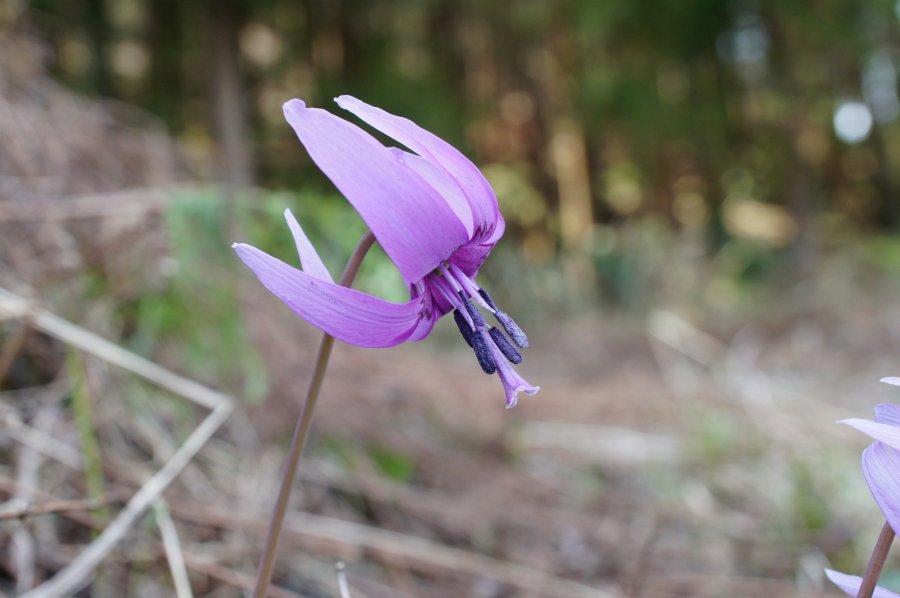 �t�H�g�N���u �u�ԎʉԎʁv