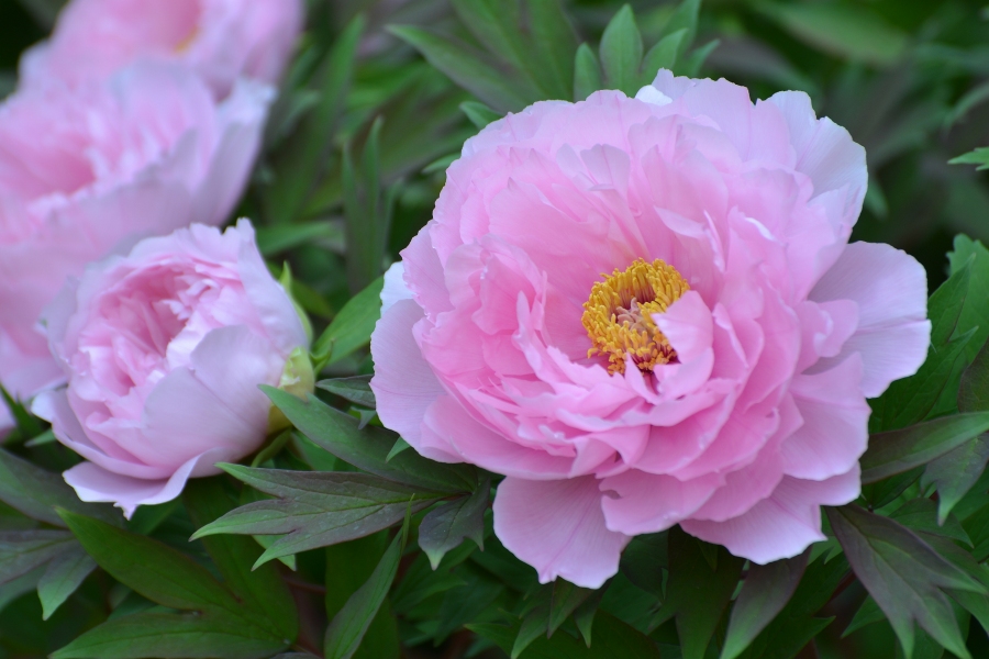 �t�H�g�N���u �u�ԎʉԎʁv