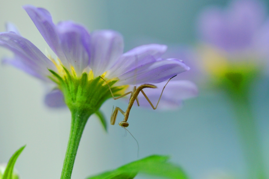 �t�H�g�N���u �u�ԎʉԎʁv