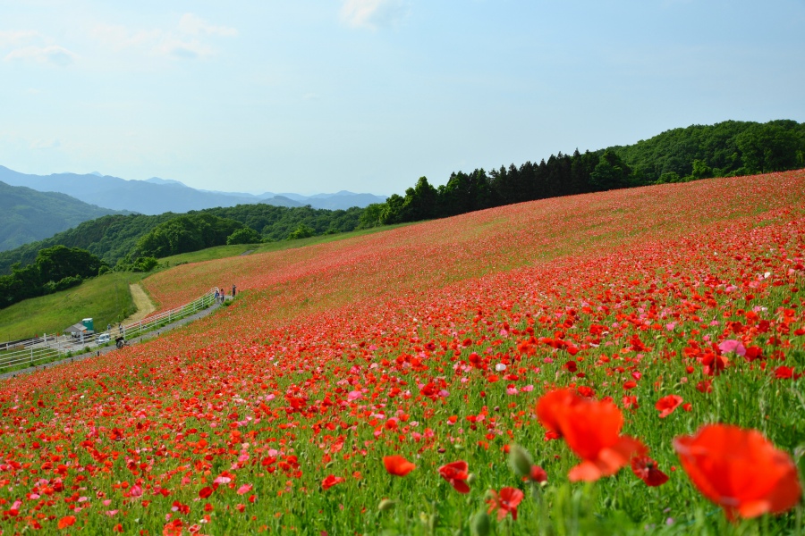 �t�H�g�N���u �u�ԎʉԎʁv