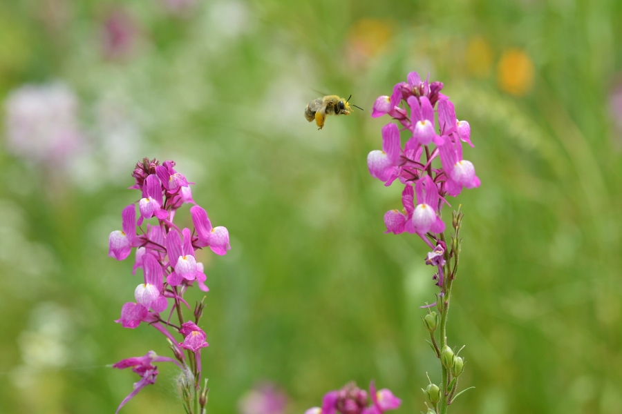 �t�H�g�N���u �u�ԎʉԎʁv