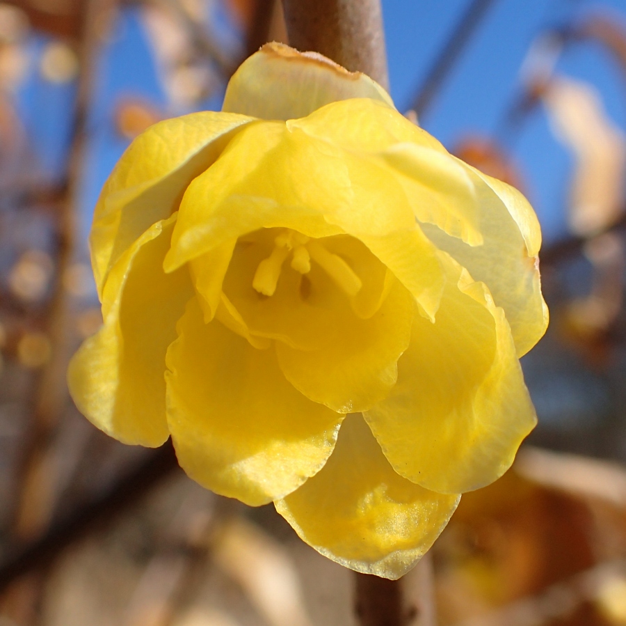 �c�~�i�t�H�g�N���u �u�ԎʉԎʁv�j