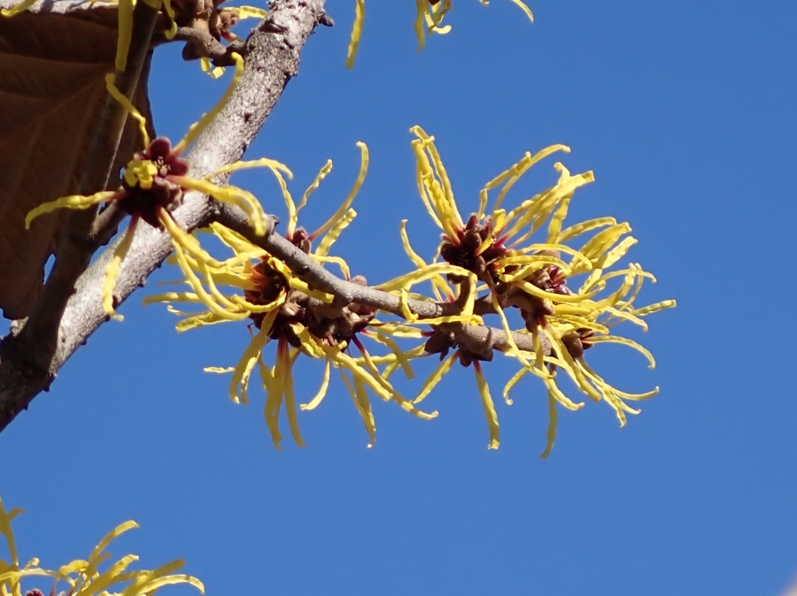 �t�H�g�N���u �u�ԎʉԎʁv