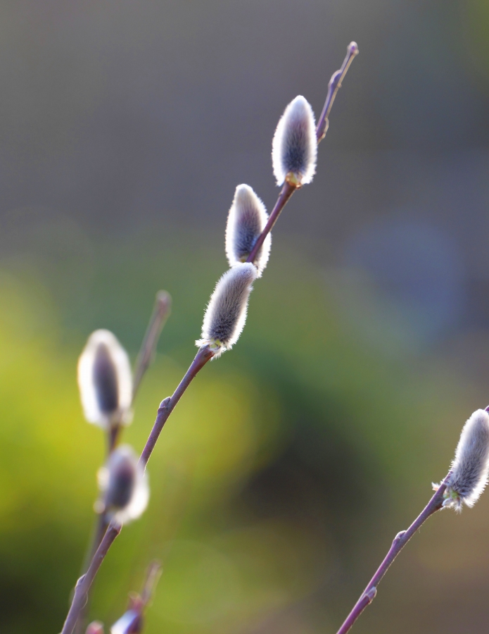 �t�H�g�N���u �u�ԎʉԎʁv