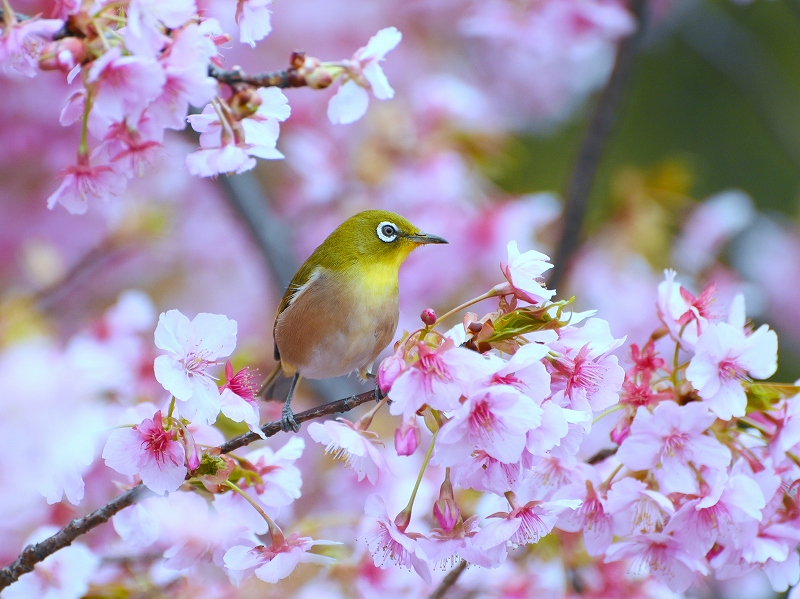 �͒Í����J�i�t�H�g�N���u �u�ԎʉԎʁv�j