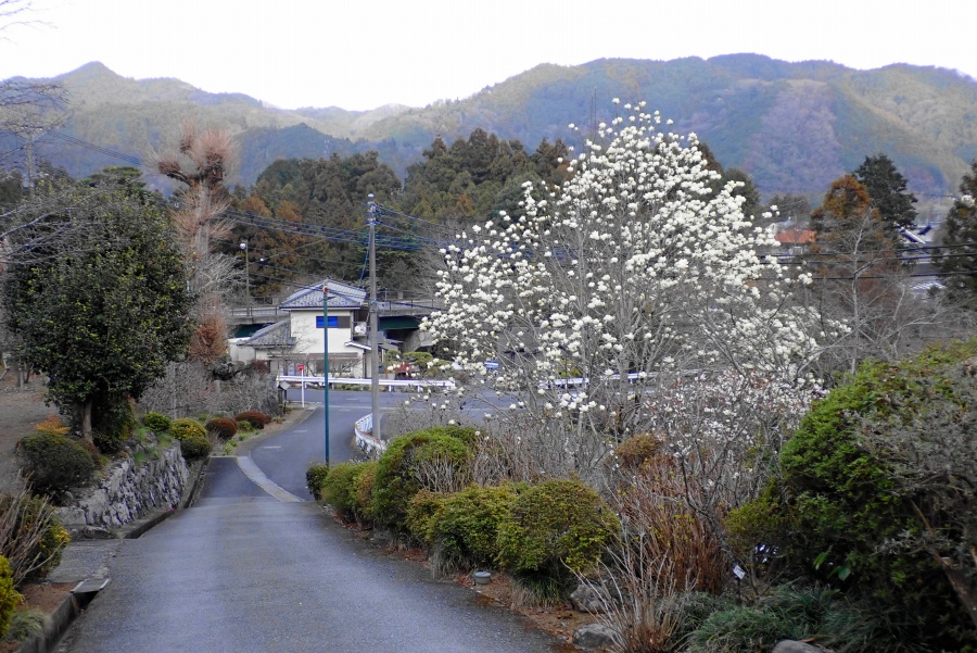 ���t�i�t�H�g�N���u �u�ԎʉԎʁv�j