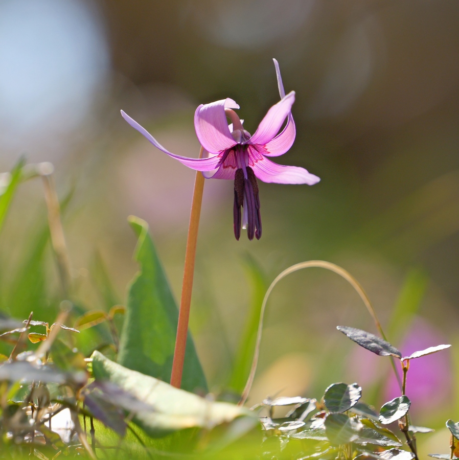 �X�v�����O�E�G�t�F�������i�t�H�g�N���u �u�ԎʉԎʁv�j