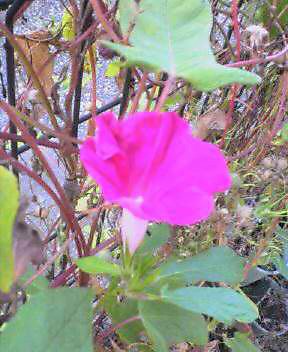 JT�p�p�̎G�L��