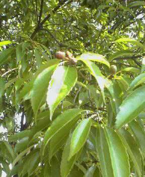 JT�p�p�̎G�L��