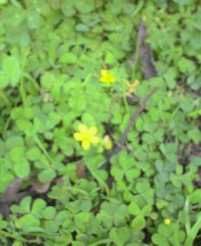 JT�p�p�̎G�L��