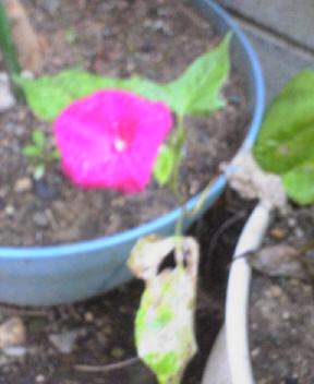 JT�p�p�̎G�L��