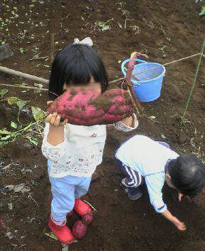 JT�p�p�̎G�L��