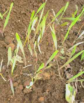 JT�p�p�̎G�L��