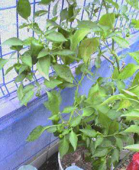 JT�p�p�̎G�L��