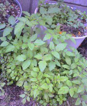 JT�p�p�̎G�L��