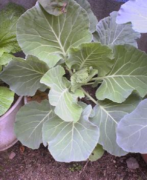 JT�p�p�̎G�L��